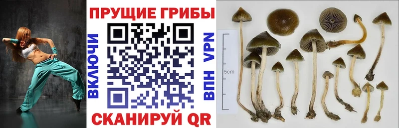 купить   kraken зеркало  Галлюциногенные грибы Magic Shrooms  Новоржев 